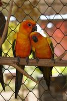 Colorful parrots in the park photo