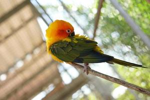 Colorful parrots in the park photo