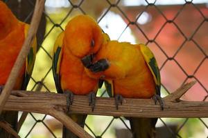 Colorful parrots in the park photo