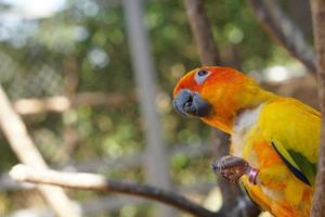 Colorful parrots in the park photo