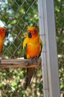 Colorful parrots in the park photo