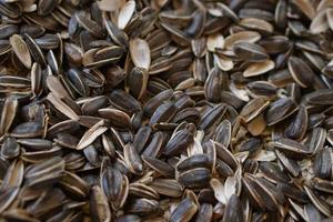 sunflower seeds background that parrots eat photo