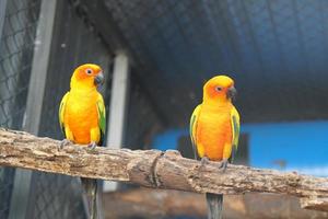 loros coloridos en el parque foto