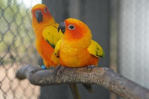 Colorful parrots in the park photo