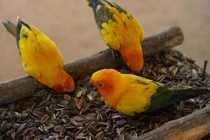 Parrots are deliciously eating sunflower seeds. photo