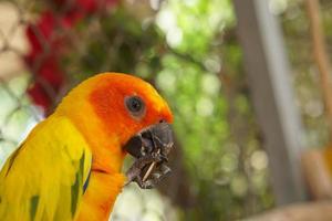 Colorful parrots in the park photo