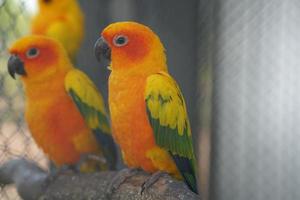 Colorful parrots in the park photo