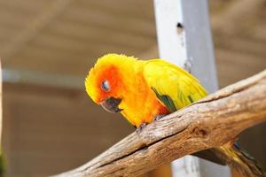 Colorful parrots in the park photo