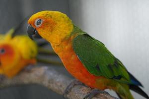 Colorful parrots in the park photo