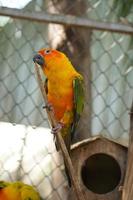 Colorful parrots in the park photo