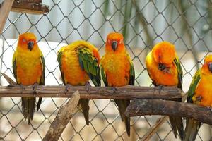 Colorful parrots in the park photo