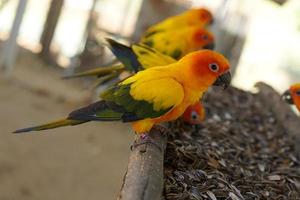 Parrots are deliciously eating sunflower seeds. photo