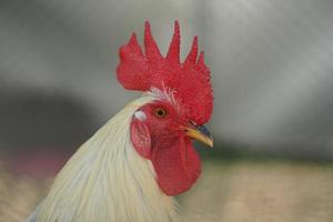 The cock has a large crest. photo