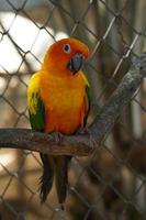 Colorful parrots in the park photo