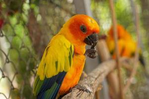 loros coloridos en el parque foto