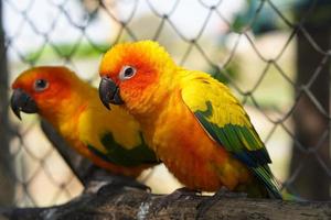 Colorful parrots in the park photo