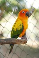 Colorful parrots in the park photo