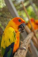 Colorful parrots in the park photo