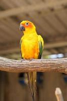 Colorful parrots in the park photo