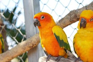 Colorful parrots in the park photo