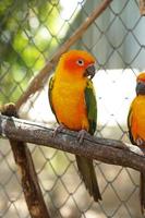 Colorful parrots in the park photo