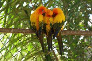 Colorful parrots in the park photo