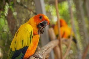 Colorful parrots in the park photo