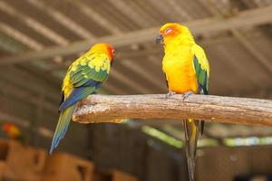 Colorful parrots in the park photo