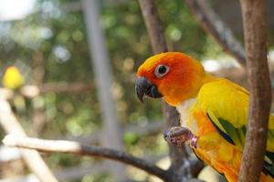 Colorful parrots in the park photo