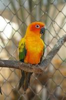 Colorful parrots in the park photo