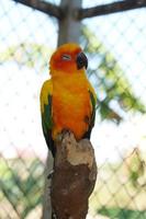 Colorful parrots in the park photo