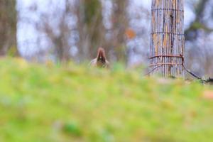 curiosa ardilla roja euroasiática sciurus vulgaris en el parque buscando comida en el suelo foto