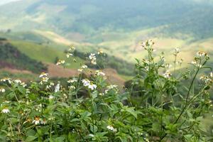 pequeñas flores blancas en el vasto valle foto