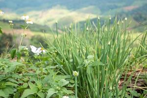 Little white flowers in the vast valley photo