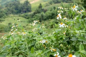 Little white flowers in the vast valley photo