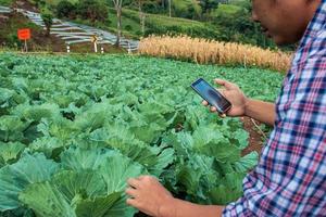 Modern farmers are using smartphones to analyze vegetables in their farm fields. photo