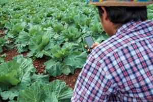 Modern farmers are using smartphones to analyze vegetables in their farm fields. photo