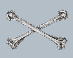 Skull and Crossbones Drawing Illustration vector