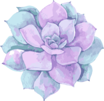 acuarela flor ilustración vintage png