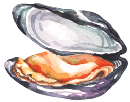 Fresh sea food.Mussels hand drawn in watercolor.Sea creatures.Food ingredient. png