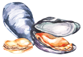 fruits de mer frais.moules dessinées à la main à l'aquarelle.créatures marines.ingrédient alimentaire. png