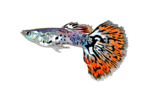 beautiful guppy fish illustration png