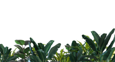 Tropical plants on transparent background. Botanical foreground. Lower frame, border. Cut out graphic design element. 3D png