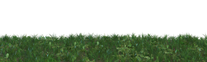 Grass on transparent background. Meadow, lawn as foreground. Lower frame, border. Cut out graphic design element. 3D rendering. png