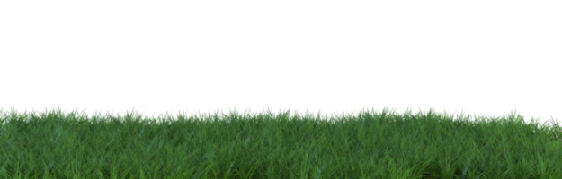 Grass on transparent background. Meadow, lawn as foreground. Lower frame, border. Cut out graphic design element. 3D rendering. png