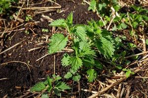 arbusto verde joven de ortiga común que crece en el suelo en primavera. urtica dioica foto