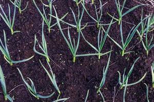 garlic in the garden. Growing garlic in plant. Vegetable beds with garlic. view from above photo