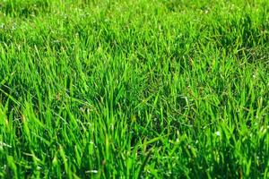 green grass background photo
