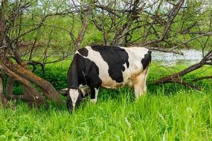 A black and white cow eats grass in a pasture near a river. Feeding of cattle on farmland grassland photo