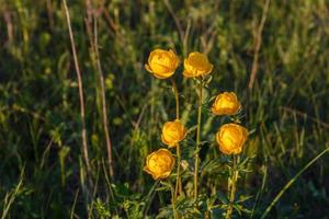 Yellow Trollius europaeus. The common name of some species is globeflower or globe flower. Wild plant photo